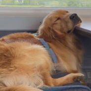 Friendly Golden Retriever Demands Snuggles From Strangers On A Train