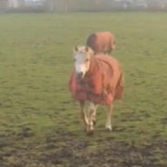 Friendly Pony Befriends Farm Cat