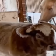 Friendly Rescue Cow Is Determined To Befriend Grumpy Horse