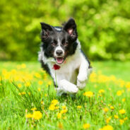 Fuel Your Dog’s Energy and Activity with Cordyceps!