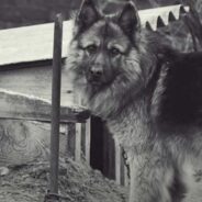 German Shepherd Celebrated Freedom from Chains and Howled for Joy at The Sight of the Ocean