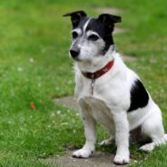 ‘Ghost Dog’ Spends Months Hiding, Until Her Foster Slowly Helps Her Out of Her Shell