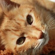 Ginger Boy and Tuxedo Girl Cat Fall in Love at First Sight