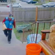 Golden Retriever Does Unexpected “Trust Fall” With Delivery Driver