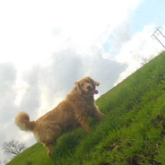 Golden Retriever Escapes While Moving And Treks 40 Miles Back To His Old Home