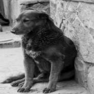 Grieving Stray Dog Carries Her Favorite Stuffed Toy Around Town