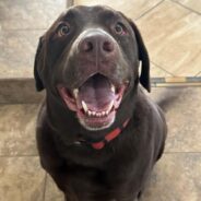 GusGus, the Handsomest Chocolate Lab You’ll Ever Meet, is Too Young to Be Homeless