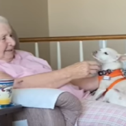 Heartbroken 100-Year-Old Woman Who Lost Her Dog Adopts Senior Chihuahua That Needs A Home