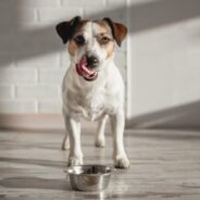 How Eastern Food Therapy Can Improve Your Dog’s Life