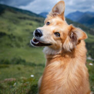 How Probiotics Can Improve Dental Health in Dogs