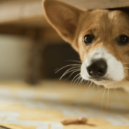 How to Overcome Fearful Behaviors in Dogs