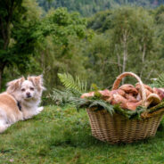 How Your Dog Can Benefit from Medicinal Mushrooms