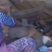 Hungry Mama Dog Thanks Woman For Feeding Her Puppies