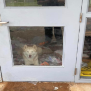 Husky Breaks Out Of Animal Shelter Kennel And Throws Night-Long Party