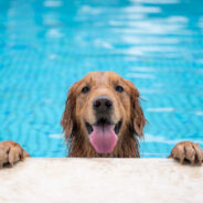 Keep Fido Moving and Playing with Swim Therapy!