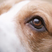 Keeping Your Dog’s or Cat’s Eyes Healthy and Safe