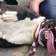 Kentucky Animal Shelter Works To Find Its Longest Resident A Forever Home