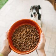 Kibble Dog Food: What It Is and What’s New