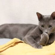 Kitten Rescued From Vending Machine in Multi-Person Effort