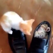 Kitten Successfully Turned a Shoe into Its Own Bed After Several Attempts