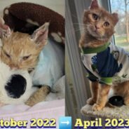 Kitten Was Nearing Death with Third Degree Burns, Now He’s Wearing Onesies in a Safe Home