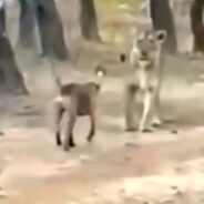 Lion Shockingly Backs Down After a Dog Chased It Away with Courageous Barks