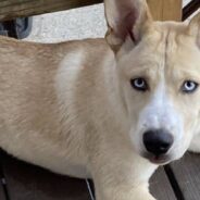 Long-Stay Shelter Dog Learns Impressive Tricks To Attract Adopters