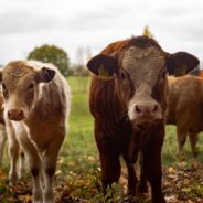 Mama Cows are Every Bit as Protective as Bears, One Trampled Man Found Out