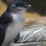 Meet The Big Dogs Guarding Australia’s Vulnerable Penguins