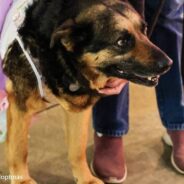 Memphis Animal Shelter Hosts “Senior Prom” To Encourage People To Adopt Older Pets