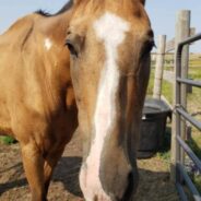 Military Woman Returns On Leave To Find Her Horse Emaciated and Riddled With Parasites