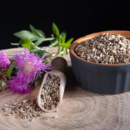 Milk Thistle — A Natural Detox Herb for Dogs and Cats