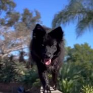 Mixed-Breed Dog Has Gorgeous Physical Attributes That Make Him Look Like a Wolf