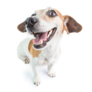 Natural Enzymes: A Revolution in Dog Dental Care!