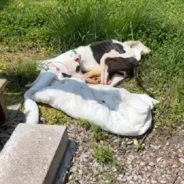 Nearly Lifeless Puppy Found Tied To A Bus Stop Finally Gets The Strength To Walk