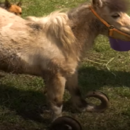 Neglected Pony’s Hooves Are So Long And Curled She Can Barely Walk Straight