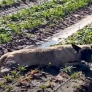 Nervous Dog Reunites With The Man Who Rescued Him