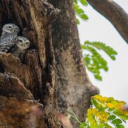 One Wildlife Center is Bursting with Adorable Baby Owls, But Not All of Them Need to Be There