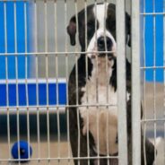 Orlando Animal Shelter Pleads For Help To Find Over 200 Dogs Homes