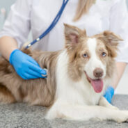 Our Guide to Navigating the Veterinary Shortage