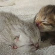 Papa Cat Meets His Adorable Kittens For The Very First Time