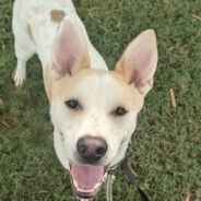 Pauly Wants a Biscuit & a Forever Home, Not a Cracker & a Shoulder to Perch On