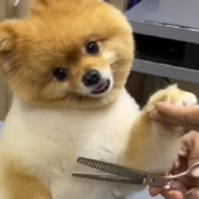 Pet Groomer Takes The Internet By Storm With Hilarious Pomeranian Haircut Videos