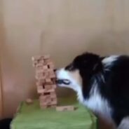 Pet Parent and Dog Bonded Over an Interesting Game of Jenga