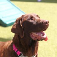 Purebred Chocolate Lab Puppy Needs a Forever Home with Consistency