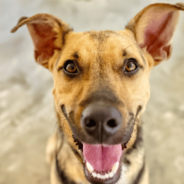 Raw Frozen Dog Treats Set Tails (and Tongues) Wagging