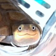 Redditors Find This Turtle’s Smile Both Adorable and Questionable