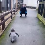 Redditors Gushed Over a Baby Penguin’s Way of Greeting Its Favorite Human