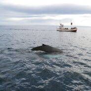 Report From Iceland Notes it Can Take Harpooned Fin Whales Hours to Die