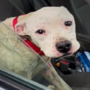 Rescue Bait Dog Has The Best Reaction To Getting Adopted